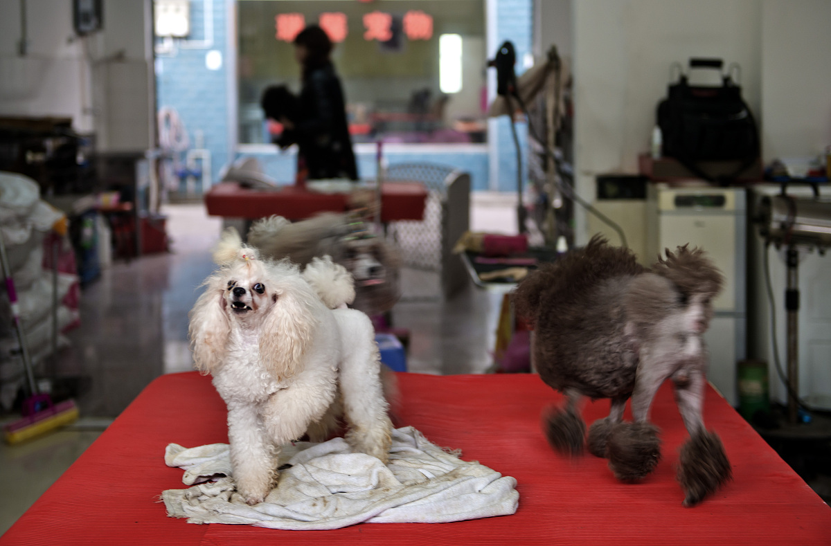 石河子大学中药学专业就业前景：未来发展方向与机会