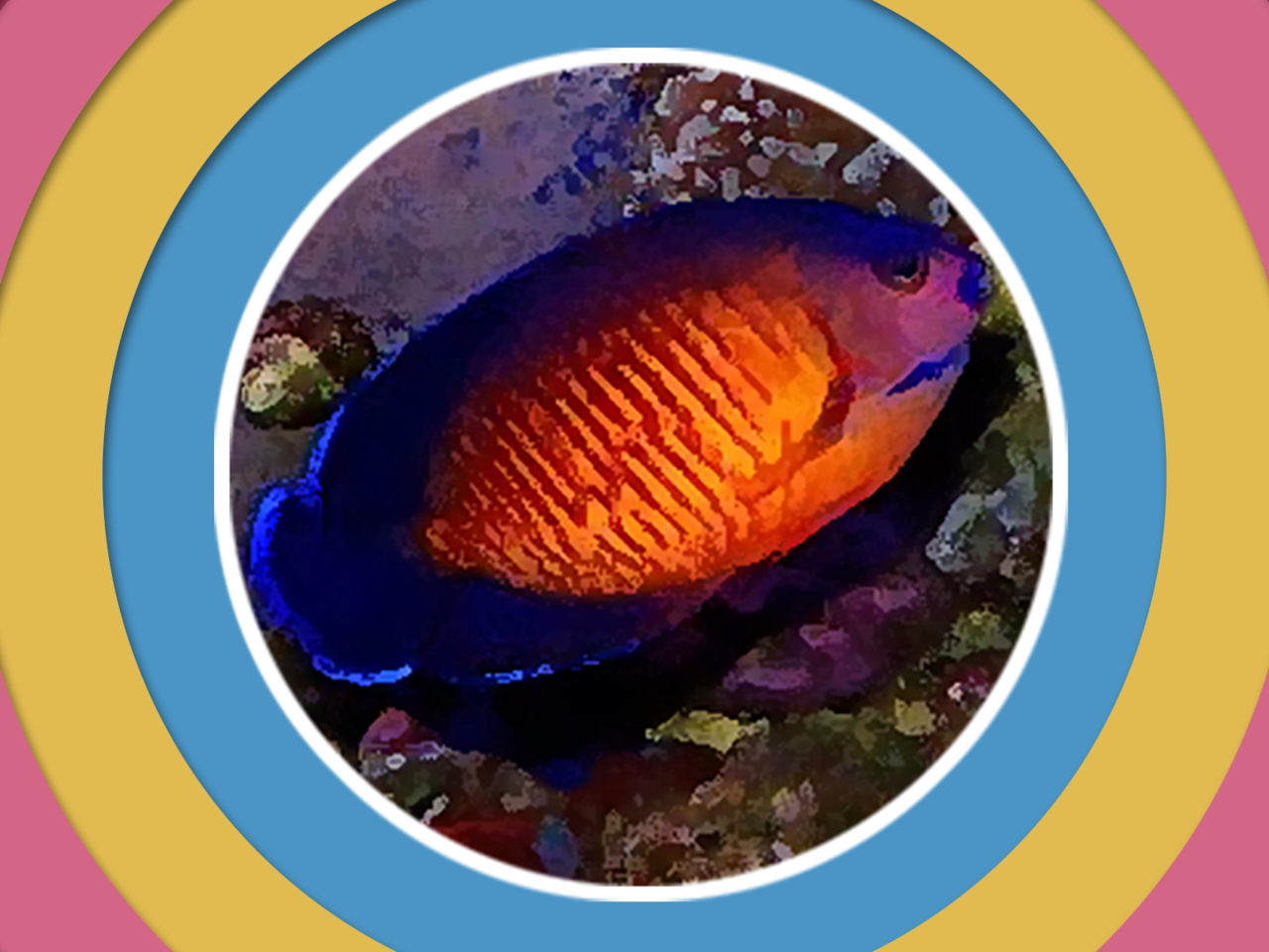 原来蓝闪电神仙鱼长这样