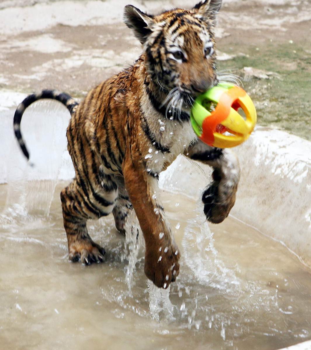 老虎先走到水边用爪子试探水温然后它前脚踩着水后脚然后又踏进水里等水淹到老虎肚皮的时候老虎抬起爪子开始划水老虎用自己的身体当船身四只脚当船桨头当船头尾当船舵肚皮当船底腰当船舷背当船舱鞍子当船座然后是什么样子的？