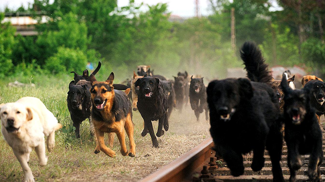 [图]电影《白色上帝》,流浪狗被抛弃成犬王,率领上千条狗满街寻仇!