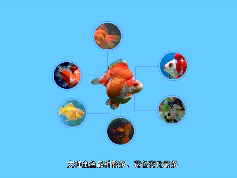 镏金金鱼:是一种观赏性鱼类