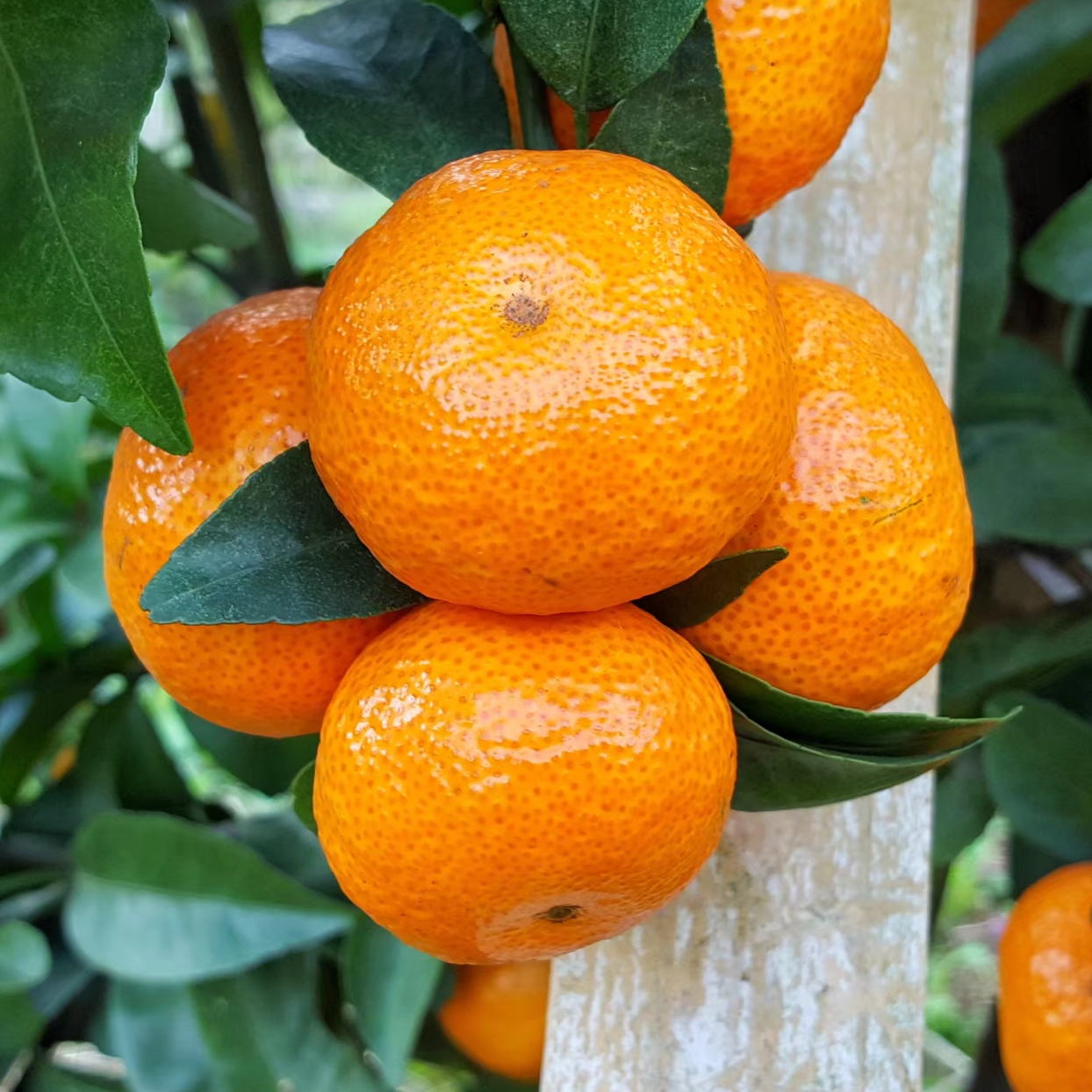 山地种植柑橘,肥水管理到位,树势不比水田差!