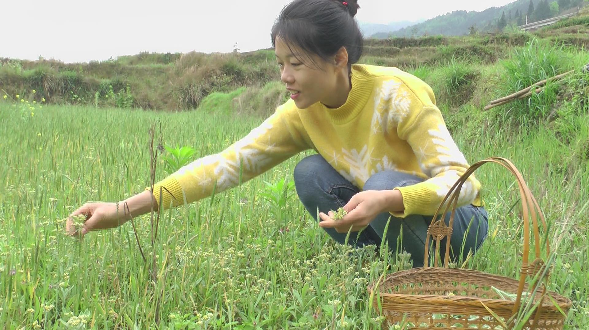 田间随处可见的清明菜,农村姑娘摘回家做成野菜粑粑,好吃超美味