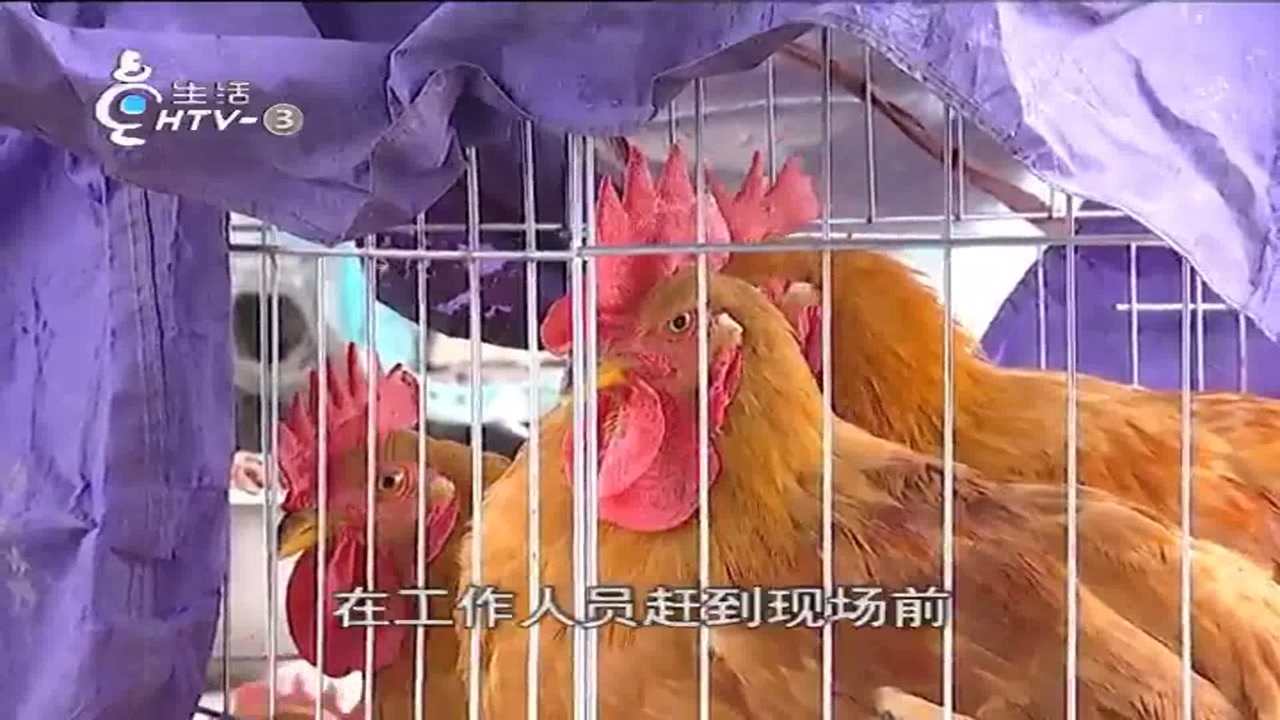 路边公然贩卖活禽,“吃鸡”成“金字招牌”,城管一来跑得贼快