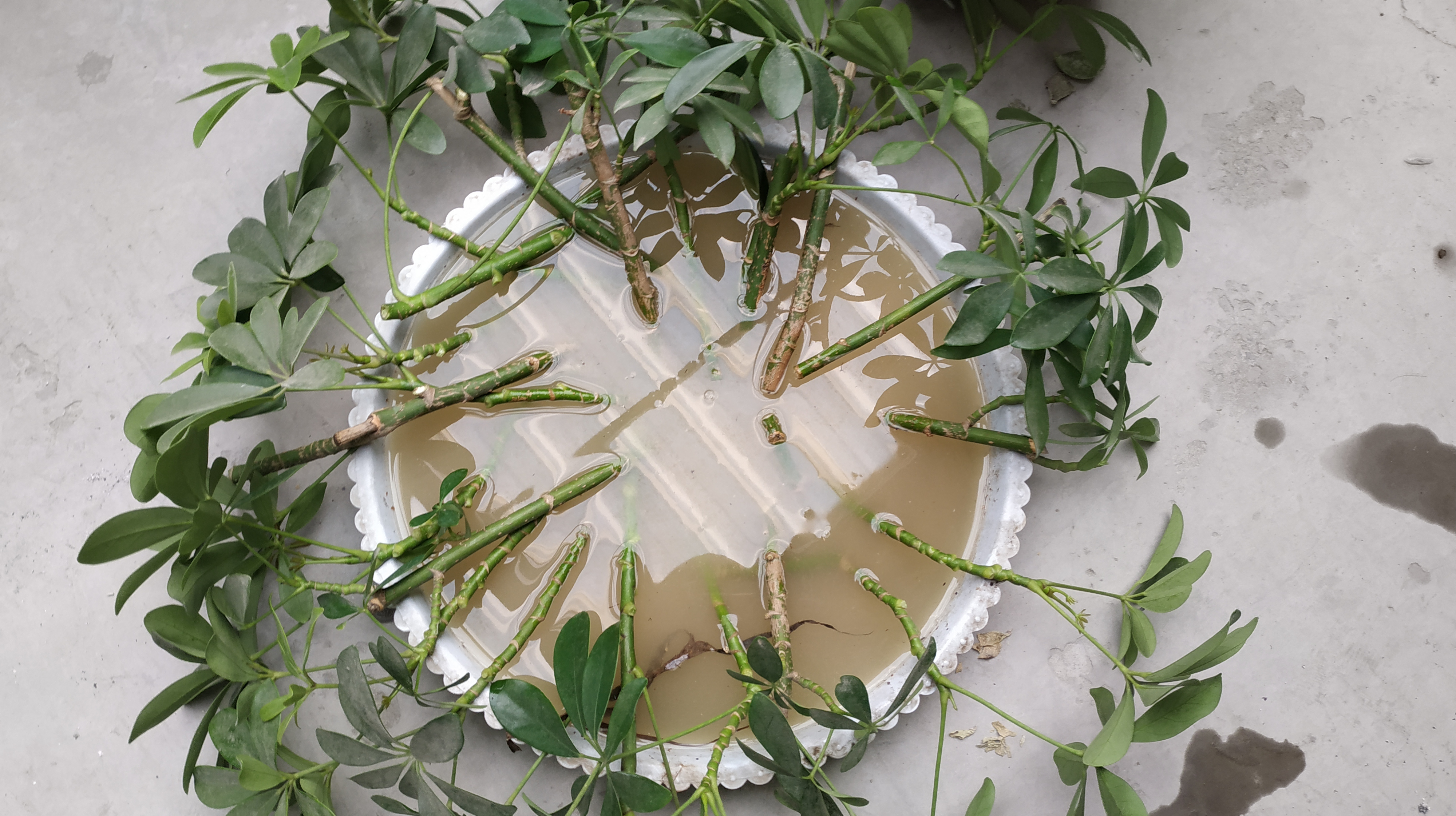 现在正是鹅掌柴扦插好季节,这样扦插不会腐烂,秋天就可以上盆