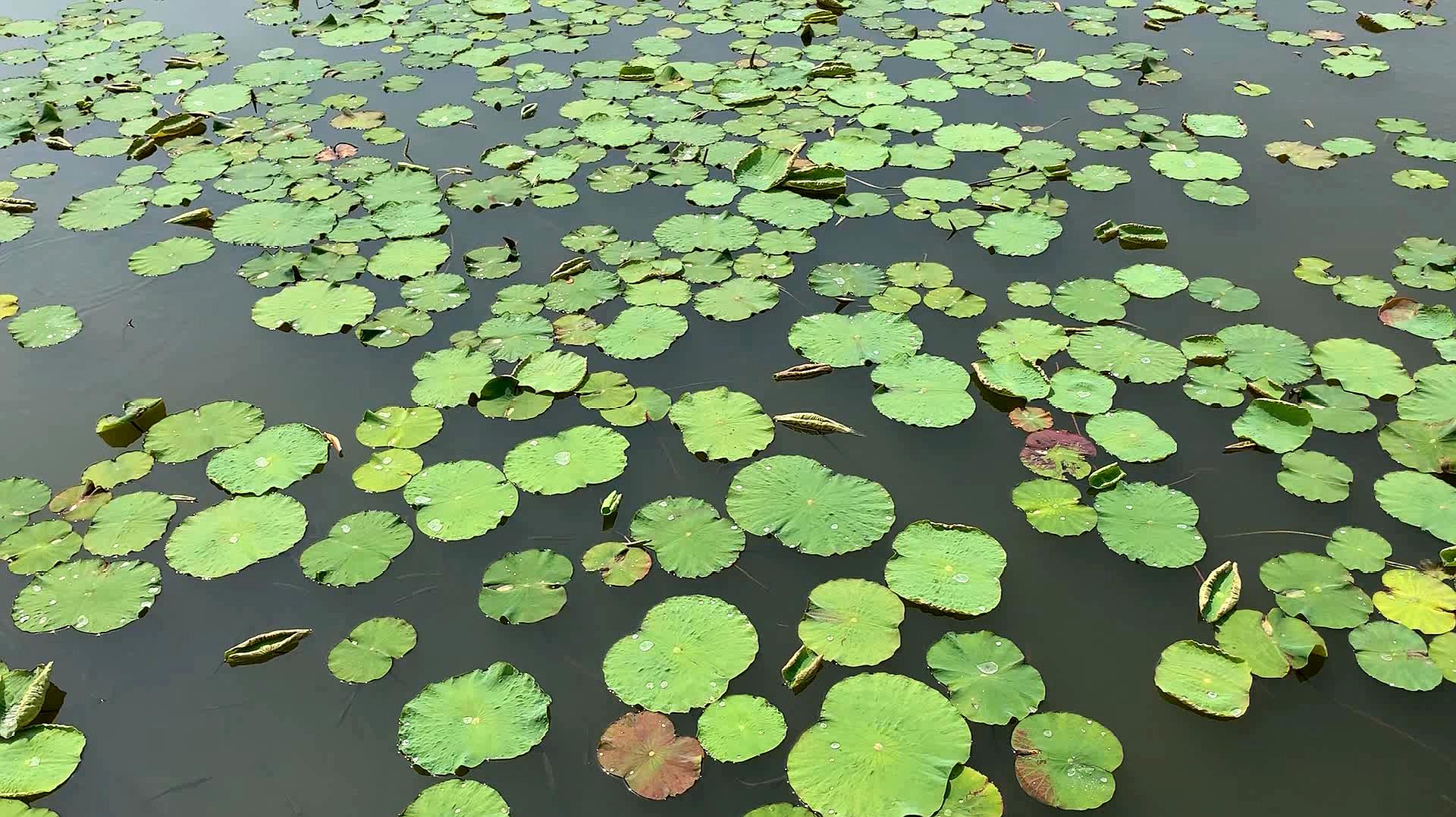 [图]荷花叶子出满湖,鱼儿水中游