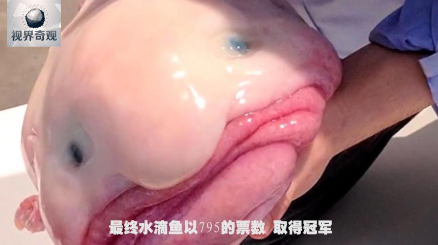 它是世界上最丑也是最忧郁的鱼,浑身无一片鳞和骨头,现濒临灭绝