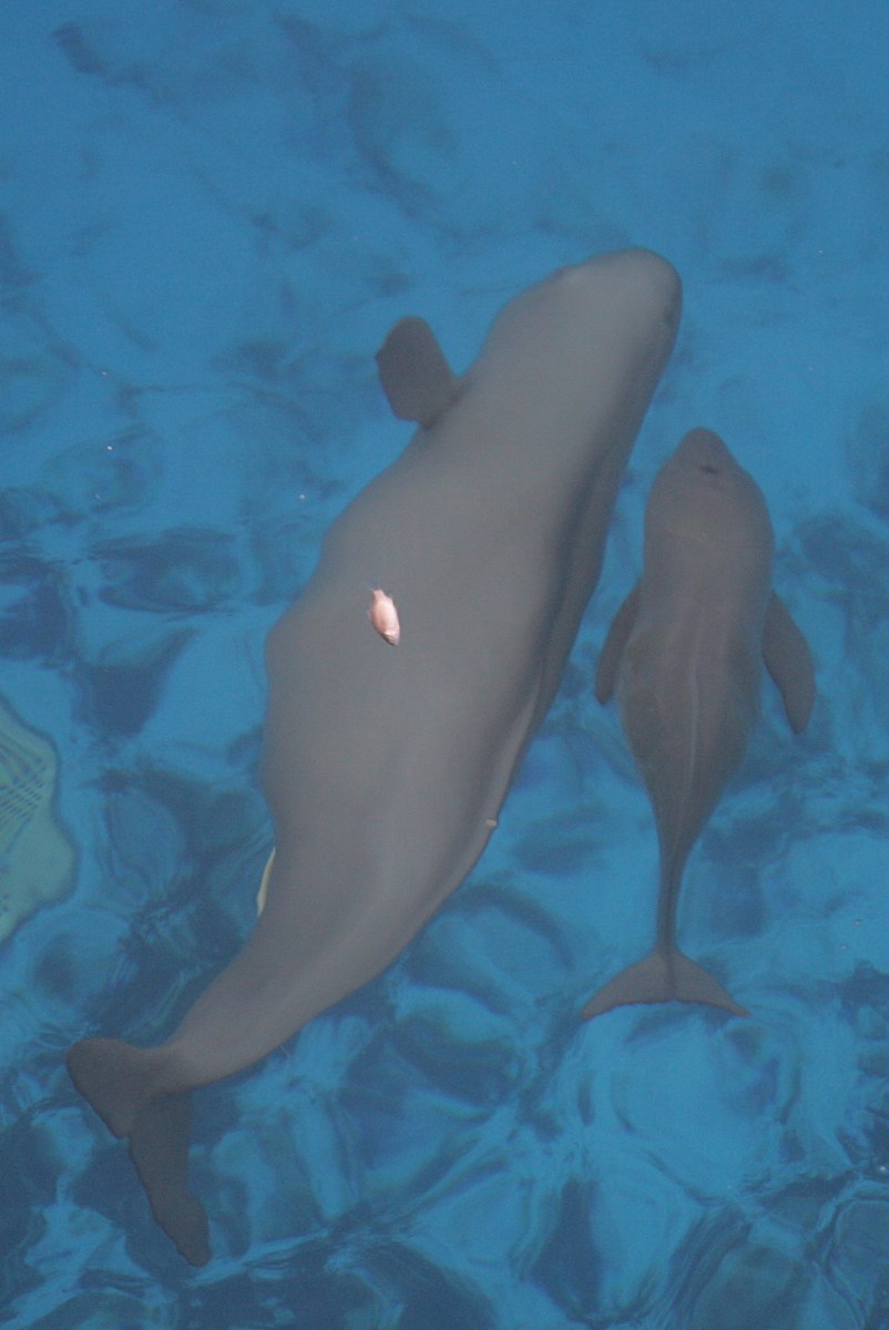 请润色以下段落使其重点突出逻辑严谨：本试验结果显示在不同干预方式下总产仔数和健仔数均随妊娠天数的增加而降低妊娠天数在113~115d的总产仔数和健仔数最高且显著高于119~121d与李慧慧等8的研究结果一致。不同品种母猪的妊娠期长短不同19妊娠期延长可能降低猪场的经济效益。因此在猪场批次化养殖中使用药物催产应把握好用药时间使母猪的分娩时间集中在合理的时间范围内本试验结果表明长大母猪集中在113~1