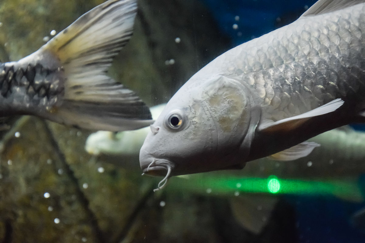 多数情况下科学家是通过什么来判断一条鱼的年龄