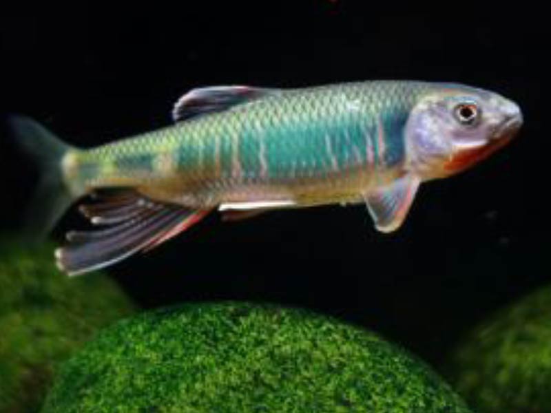 宽鳍鱲鱼:属鲤形目