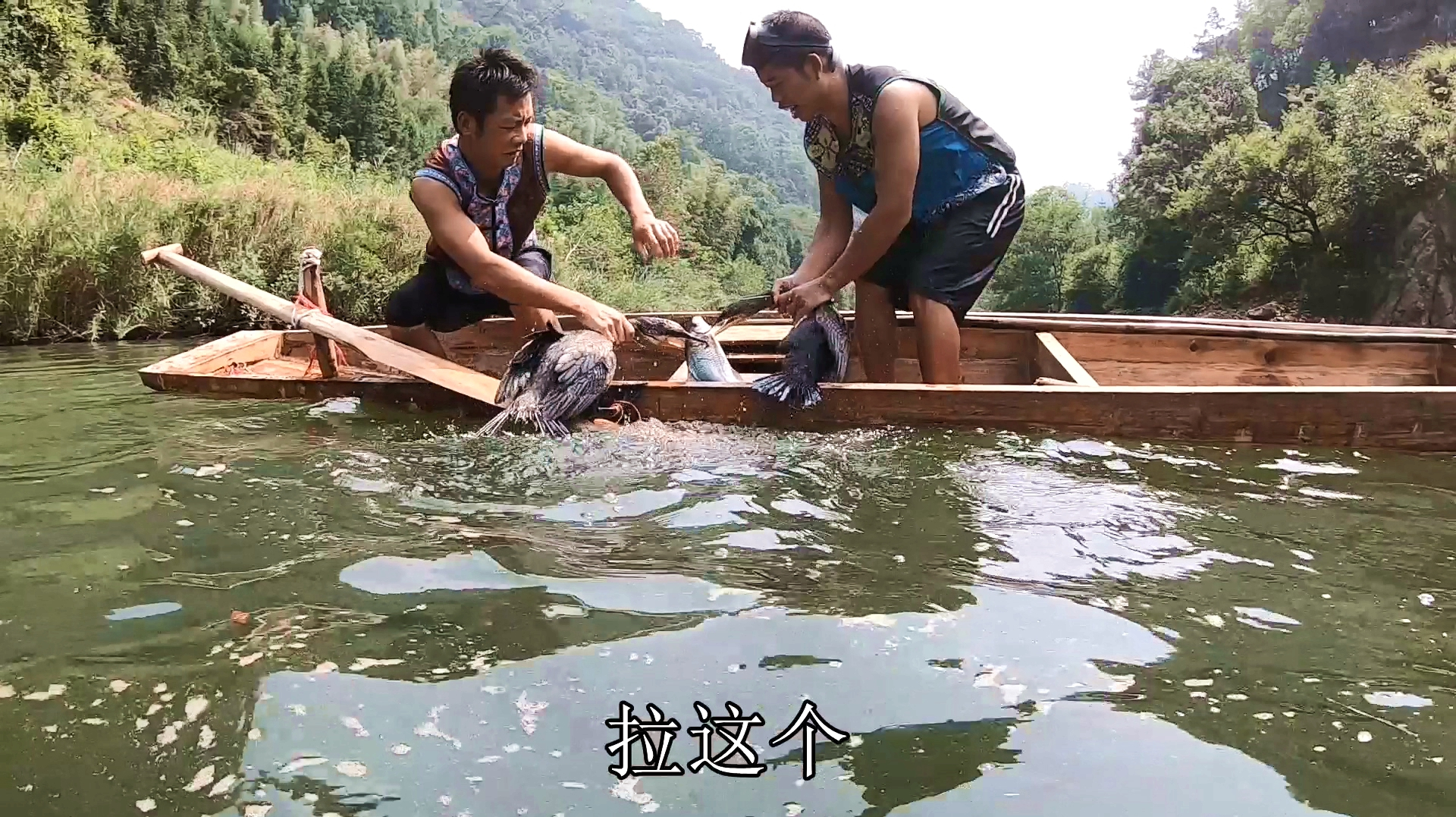 2000块钱买的鱼鹰真太划算了,训练一个月后,抓鱼都是抓大货