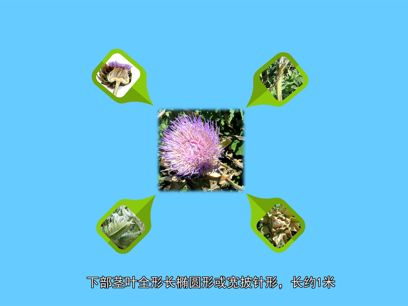 菜蓟:菊科菜蓟属植物