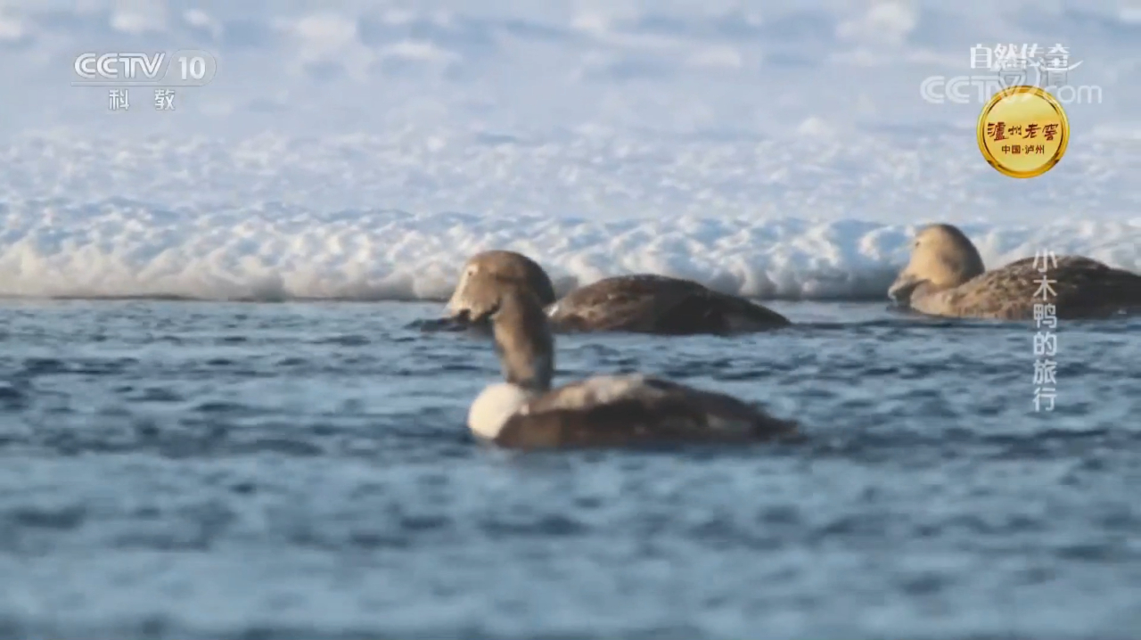 贝壳变蛋壳,这种鸭子的消化能力太强了