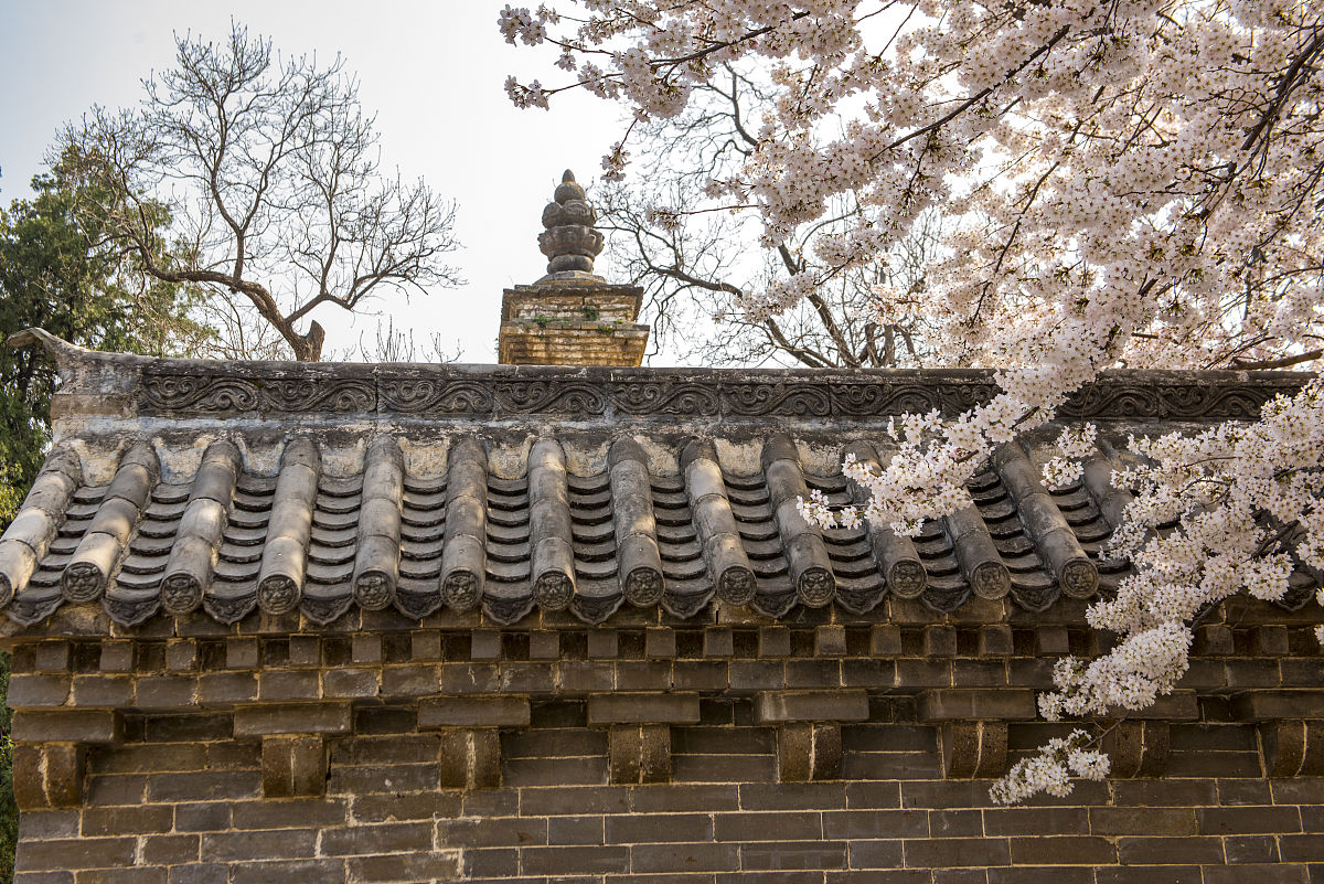2019年3月28日下午,河南登封嵩山少林寺院内,几株樱花相继开放,煞是好