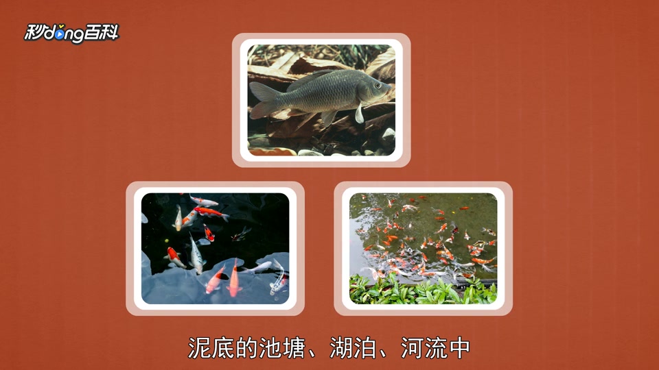原来鲤鱼长这样