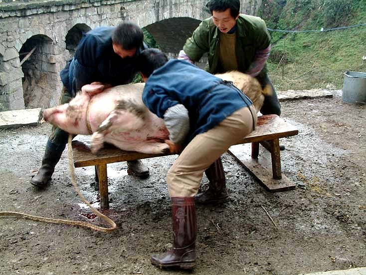 杀猪一刀穿死技巧，