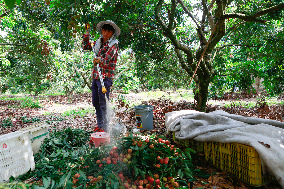荔枝挂果期撒石灰？时间、用量、种类都要注意！