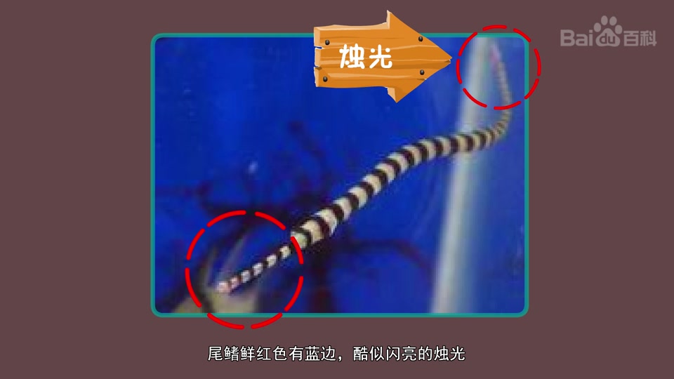 斑节海龙鱼