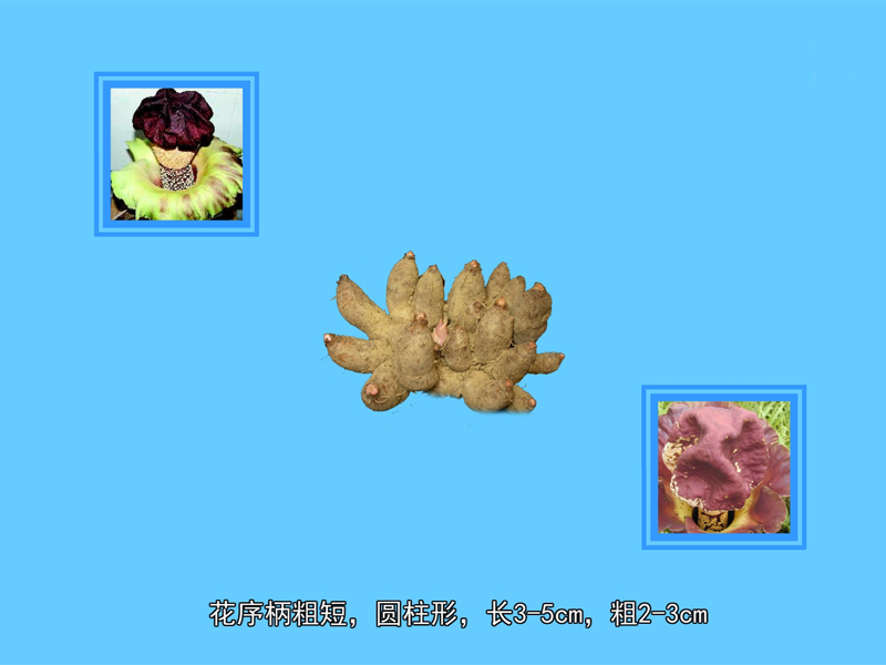 鸡爪芋:鸡爪芋又名鞋板芋、南星头、南芋