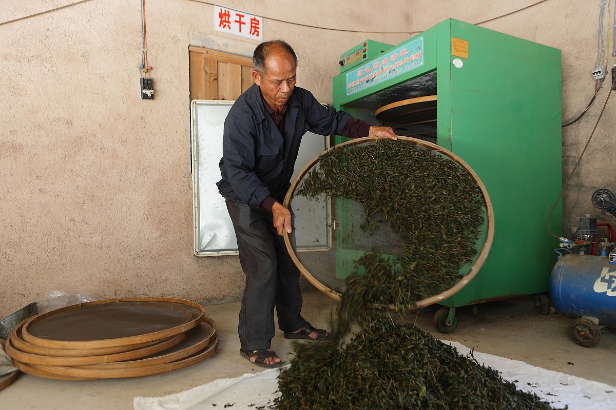 ***_***2013年10月12日,上海,福建传统乌龙茶制作方法