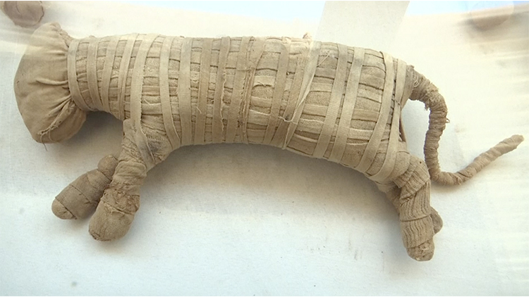 埃及发现大批2700年前动物木乃伊 除了猫还有狮子和鳄鱼