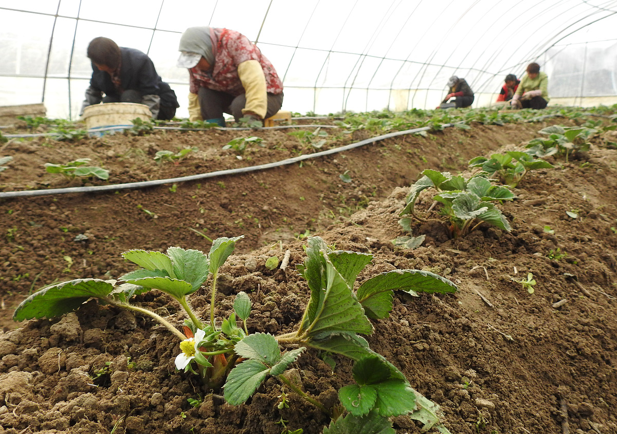草莓苗用糖醇钙只能喷叶面吗