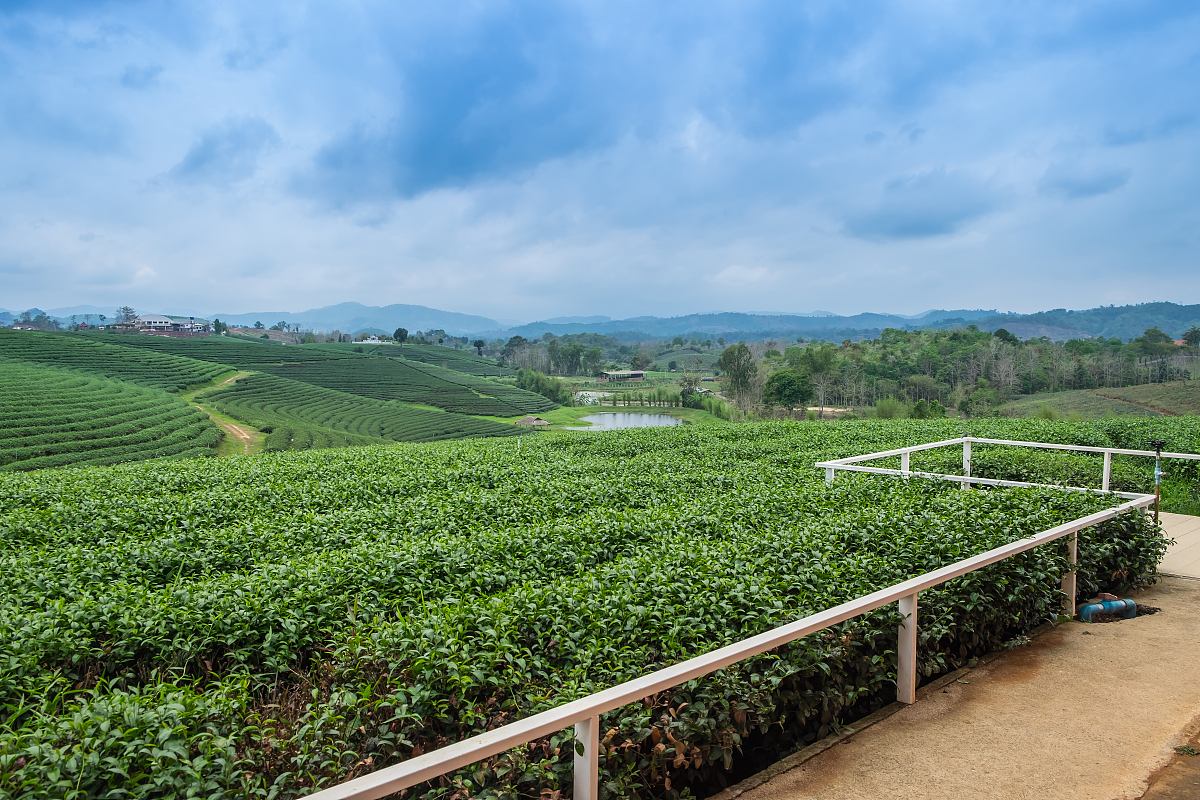 原文2：首先垂直生态农业系统为福州茉莉花茶的生产提供了适宜的生态环境。福州地区地势高低起伏种植茶树和茉莉花的山丘和沿河地带相互交错形成了一种垂直生态农业系统。这种系统能够提供不同的微气候和土壤条件使茶树和茉莉花在不同高度和位置上生长得到充分的照顾和发挥。 其次垂直生态农业系统实现了因地制宜的种植满足了不同地理环境下茉莉花和茶树的生长需求。福州地区气候湿润土地肥沃但不同地区的土质和气候差异较大。垂