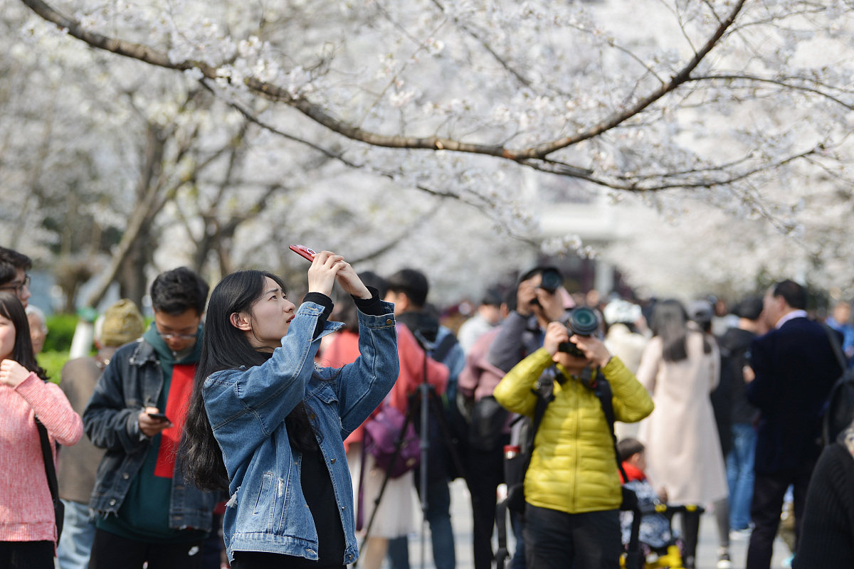 ***_***2018年3月22日,南京林业大学的樱花怒放枝头,把校园点缀地像童
