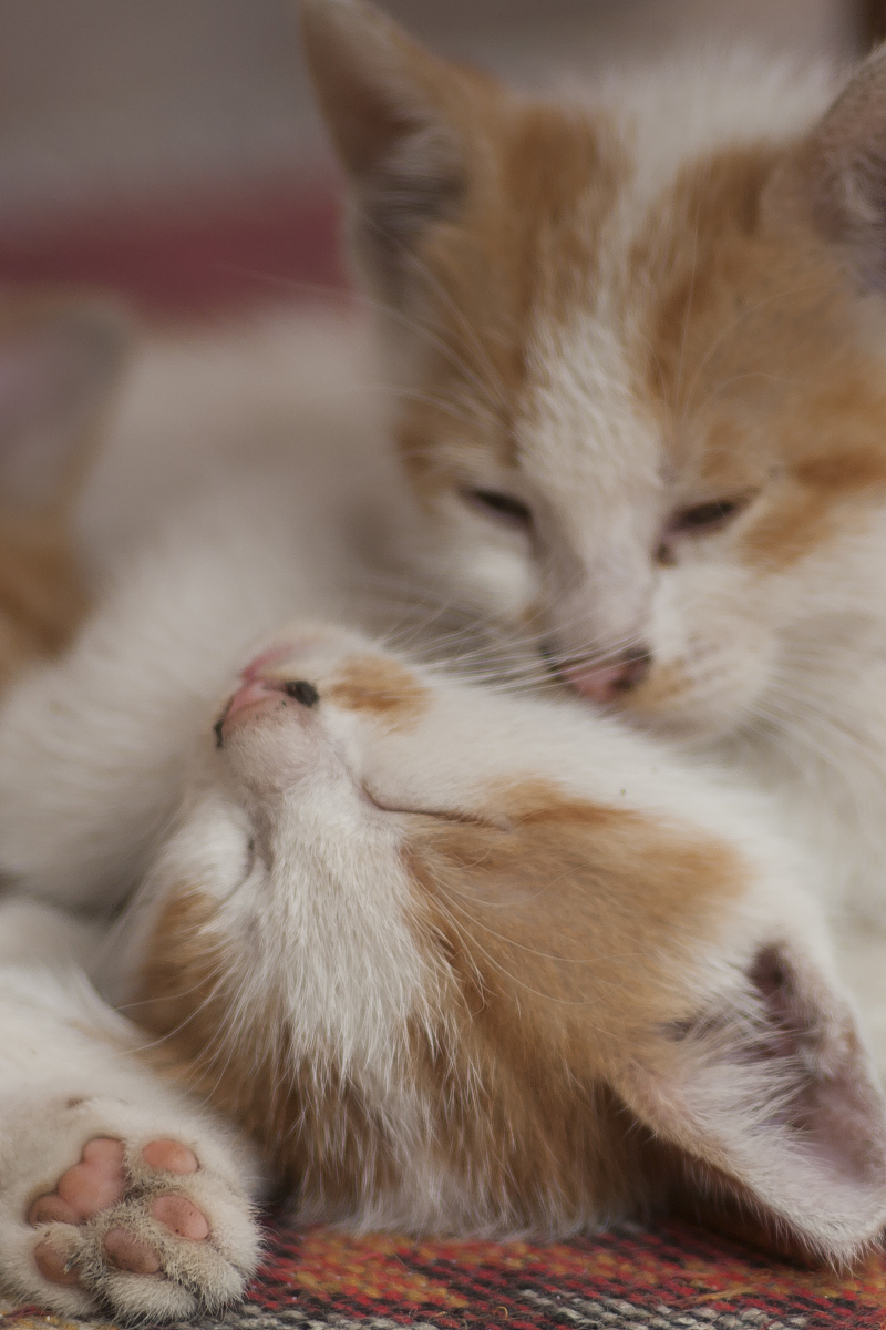 喵大人真可爱！超萌猫咪语录