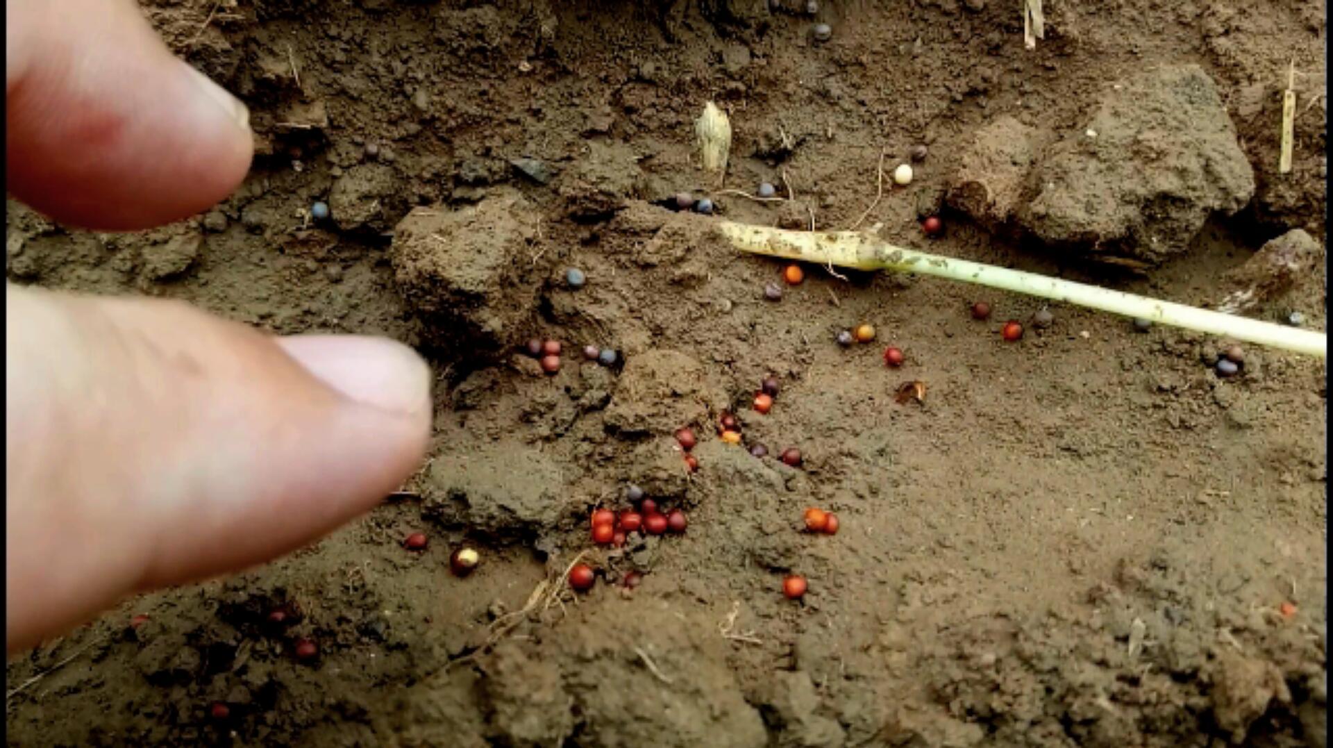 大白菜种植有窍门儿,种前做好1件事,芽好苗壮