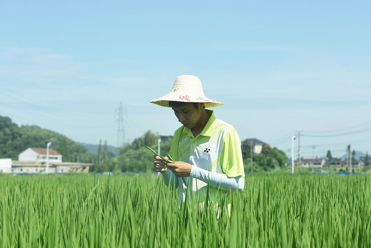 良好农业规范认证初次检查应在产品的收获期进行当包括收获后农产品处理过程时也应同时实施检查不在收获期不能实施检查对不对