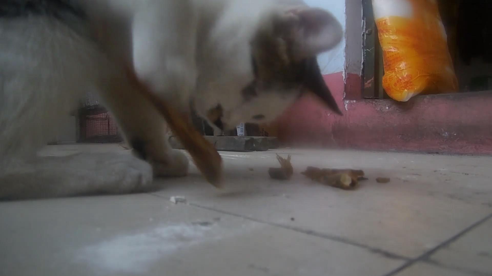 宠物美食:猫咪小鱼干自制猫粮小鱼干鱼罐头看猫咪喜欢哪个?