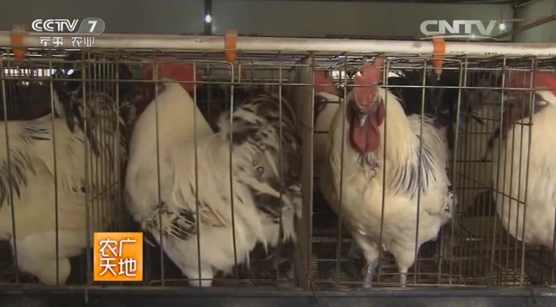农广天地:景阳鸡在选择种鸡的时候,这个是很关键的一点!