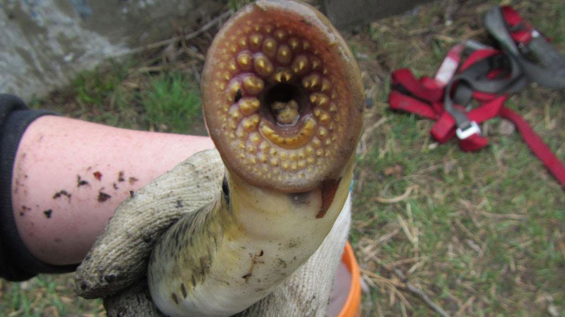 老外养的鱼离奇死亡,解剖后才发现,鱼体内还有这种动物!