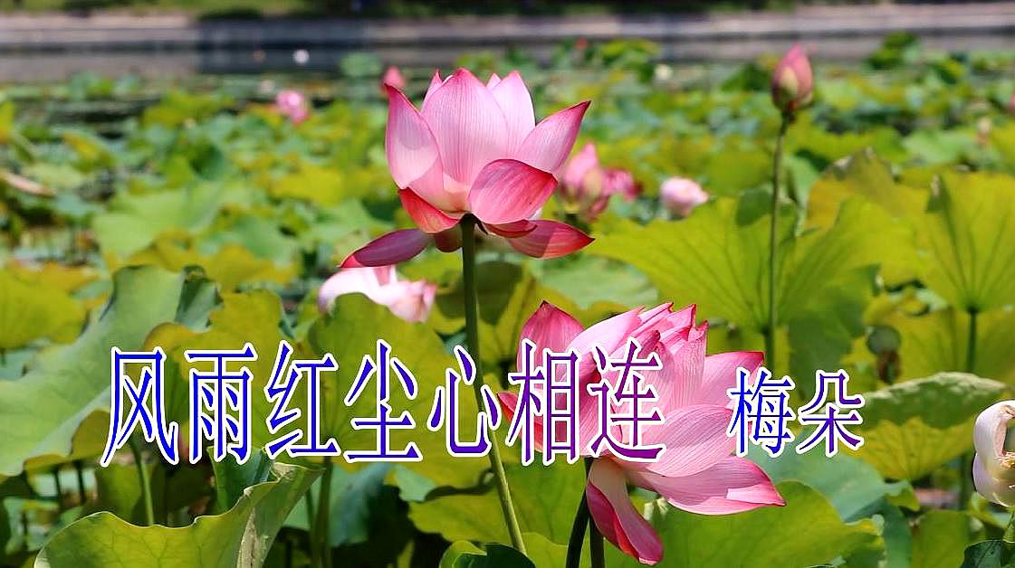 [图]经典情歌,梅朵一曲《风雨红尘心相连》声音超美,百听不腻