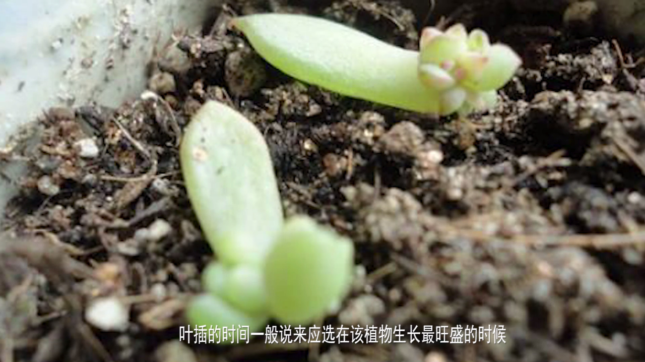 掌握了多肉繁殖的4种技巧,家里的盆栽多肉会越养越多!