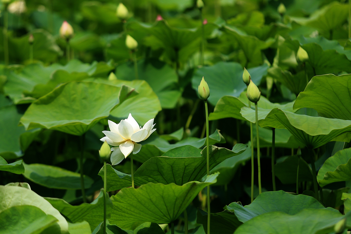 ***_***2017年6月15日,西安,又到了水芙蓉盛开的季节,她还有一个通俗