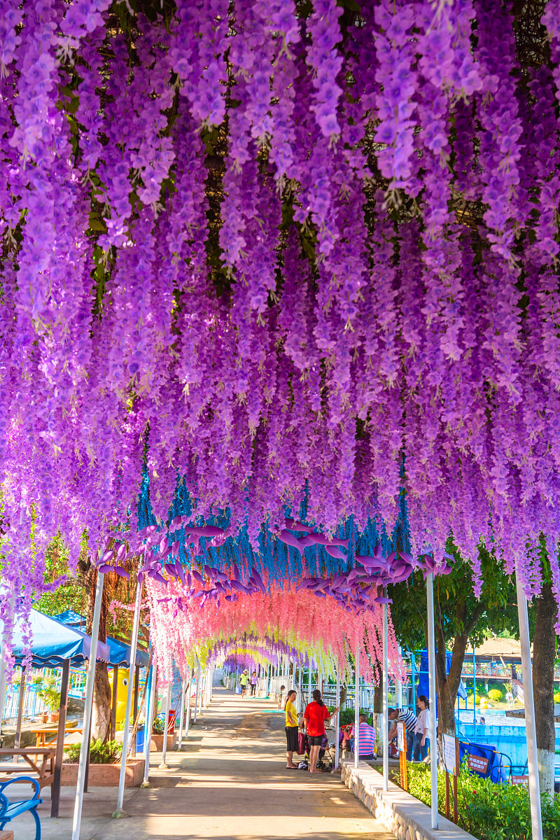 校园紫藤花廊花园：春意盎然的紫色海洋
