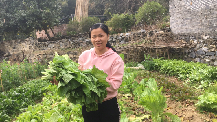教你在家自制菜干,一晾一烫一晒就成了,学会再不用在外面买了!