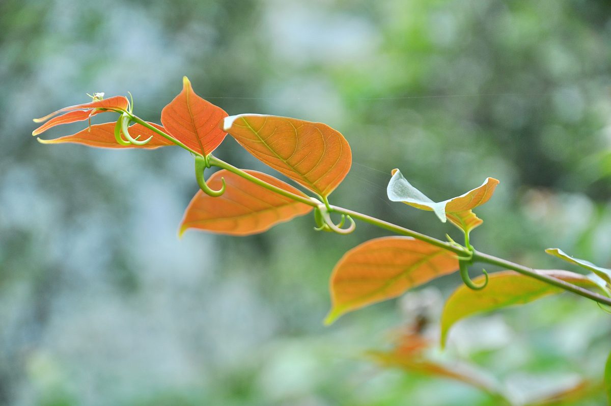 保山中医药高等专科学校有药剂专业吗