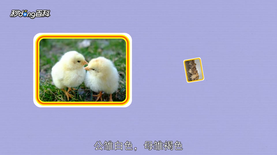 原来伊莎褐蛋鸡长这样
