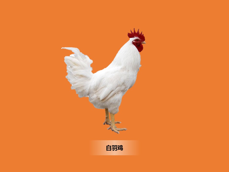 白羽鸡:隐性白羽肉鸡,实际上是属于快大白羽肉鸡中的某些品系