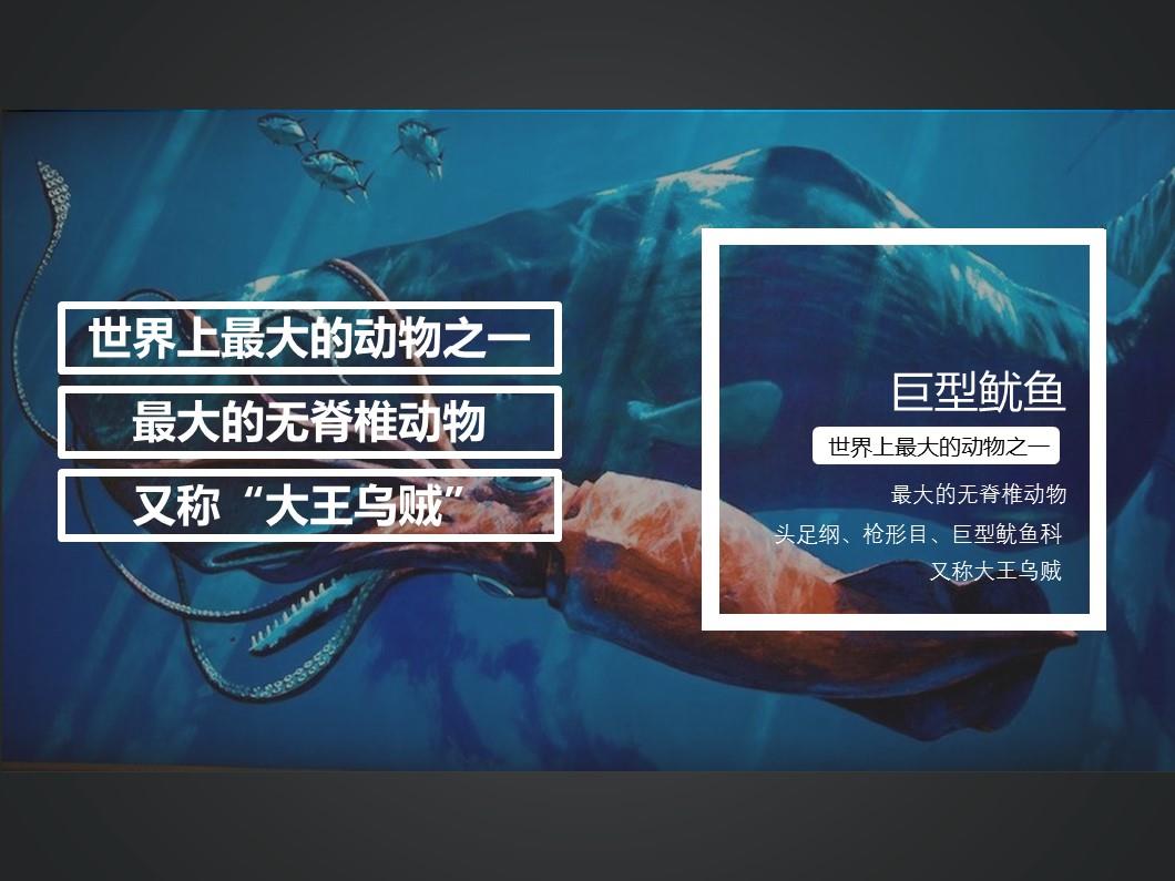 巨型鱿鱼:一般指大王乌贼