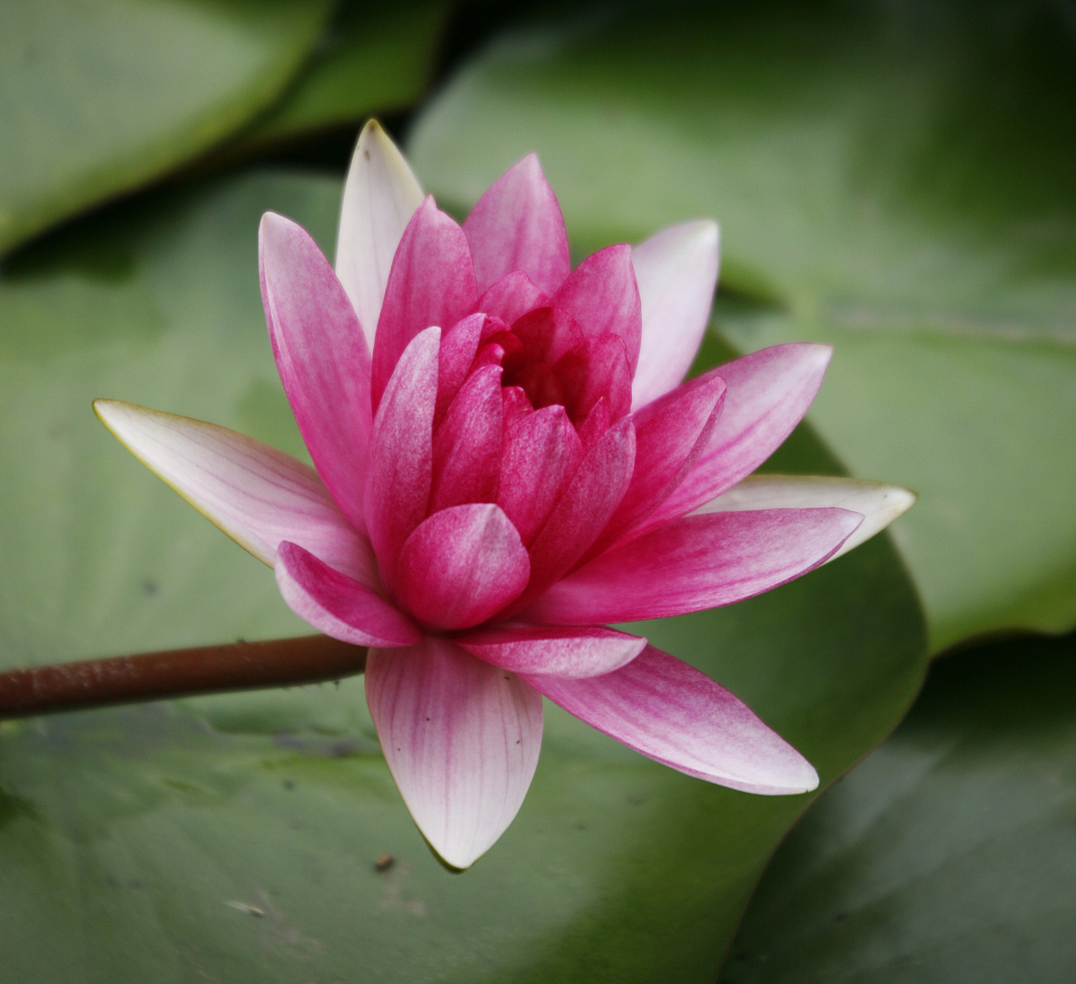 菩提花 vs 莲花：哪个适合你？