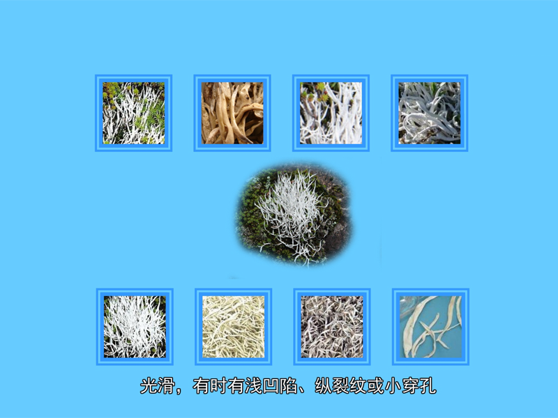 西藏雪茶:具有清热生津、醒脑安神等功效