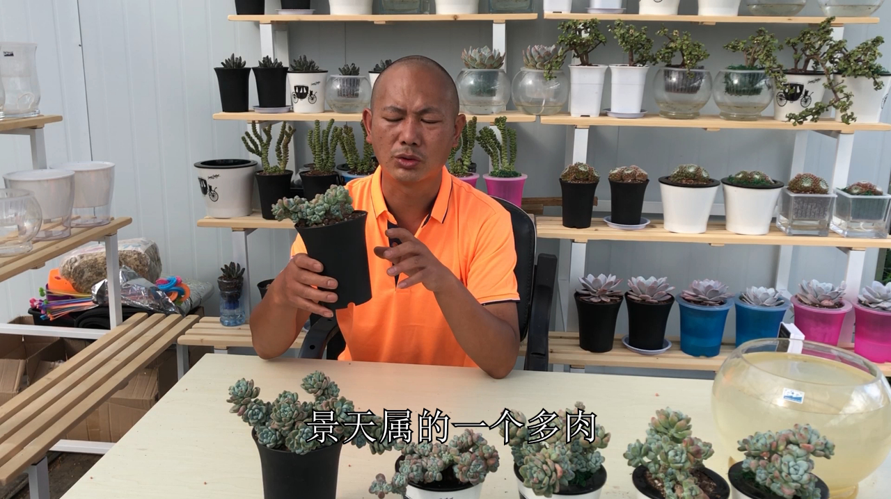 多肉水培第12期:带香味的劳尔,这样种香味会不会没有了呢?