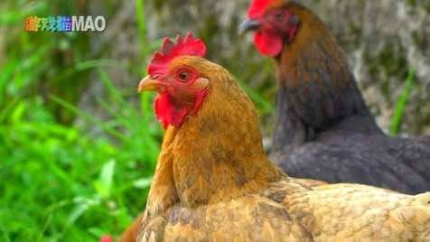儿歌大母鸡下蛋叫哥哥小动物实拍