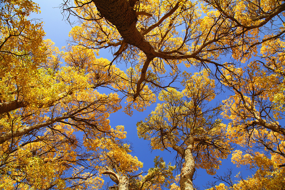 张掖职业技术教育中心旅游服务专业就业方向怎么样？