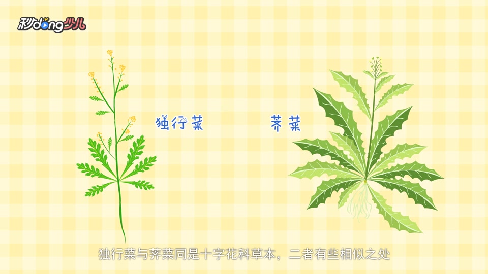 独行菜与荠菜的区别?