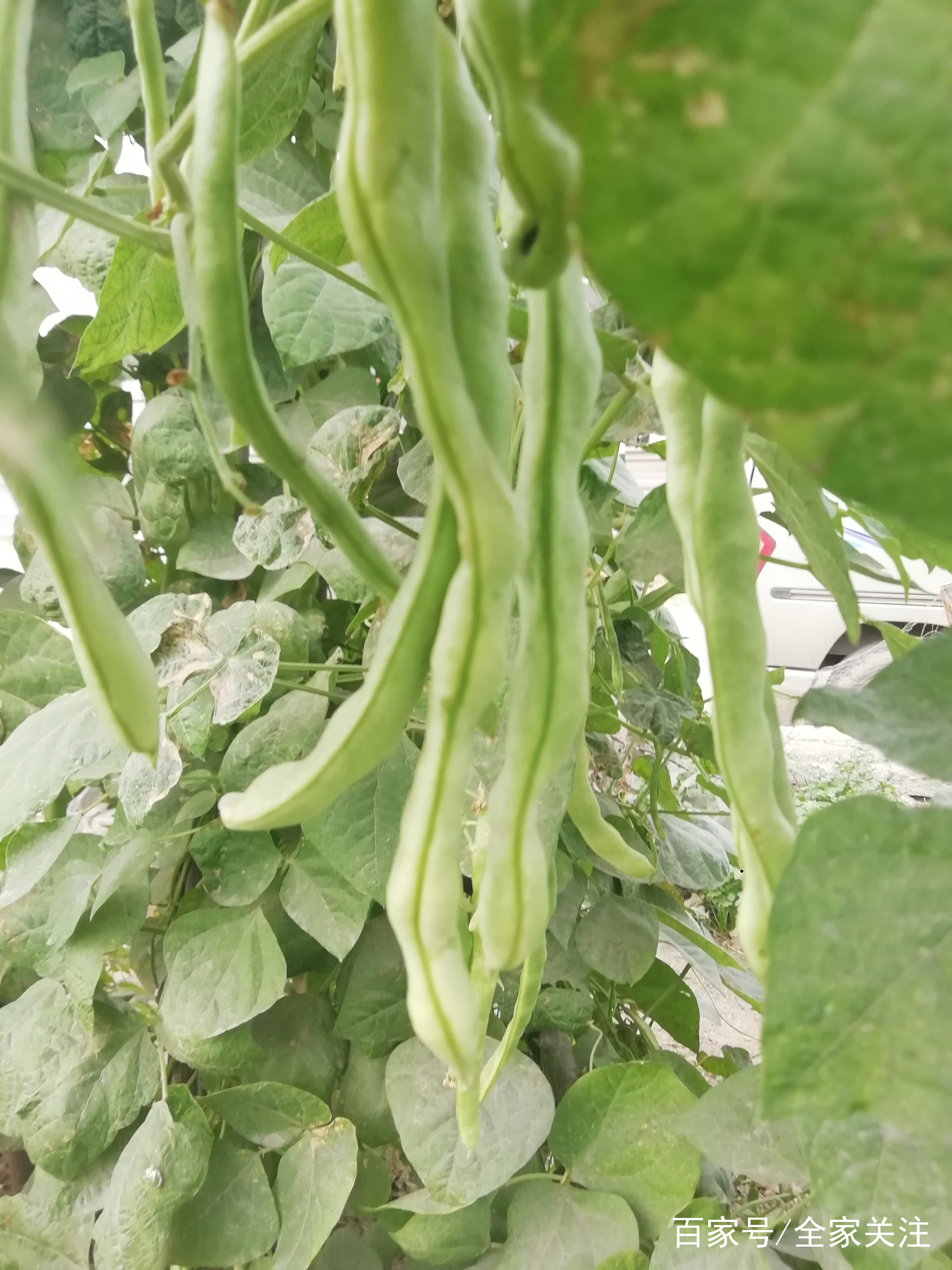 每个农村人家里都有的乡村小菜园,天然无公害